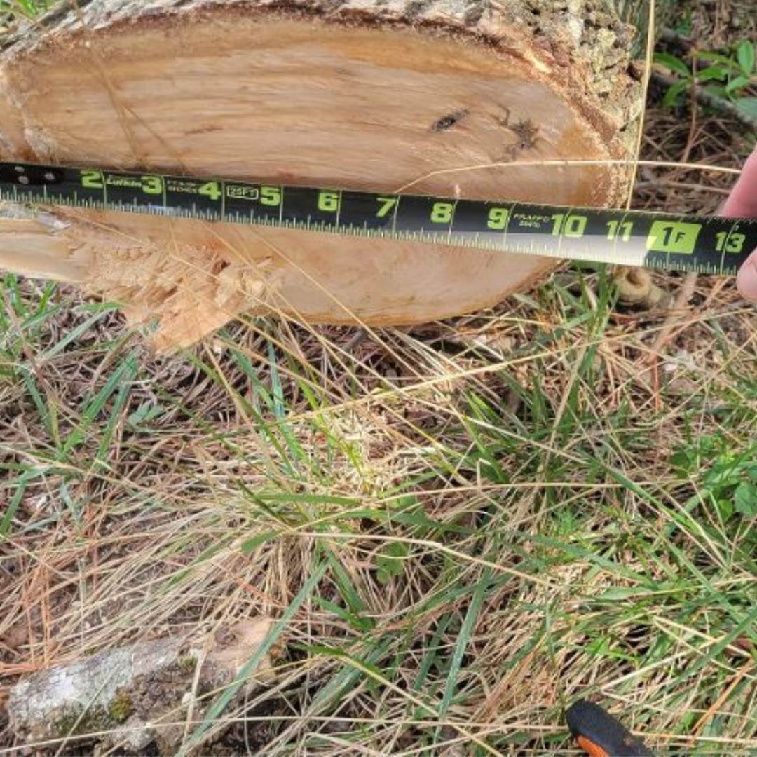 thumbnail image 2 of Timber Tuff High Limb Rope Saw 2 of 11